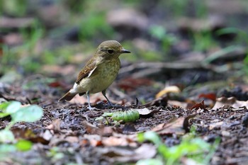 Narcissus Flycatcher Unknown Spots Sat, 9/22/2018