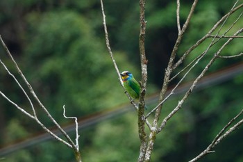 Taiwan Barbet 烏来(台湾) Wed, 5/17/2023