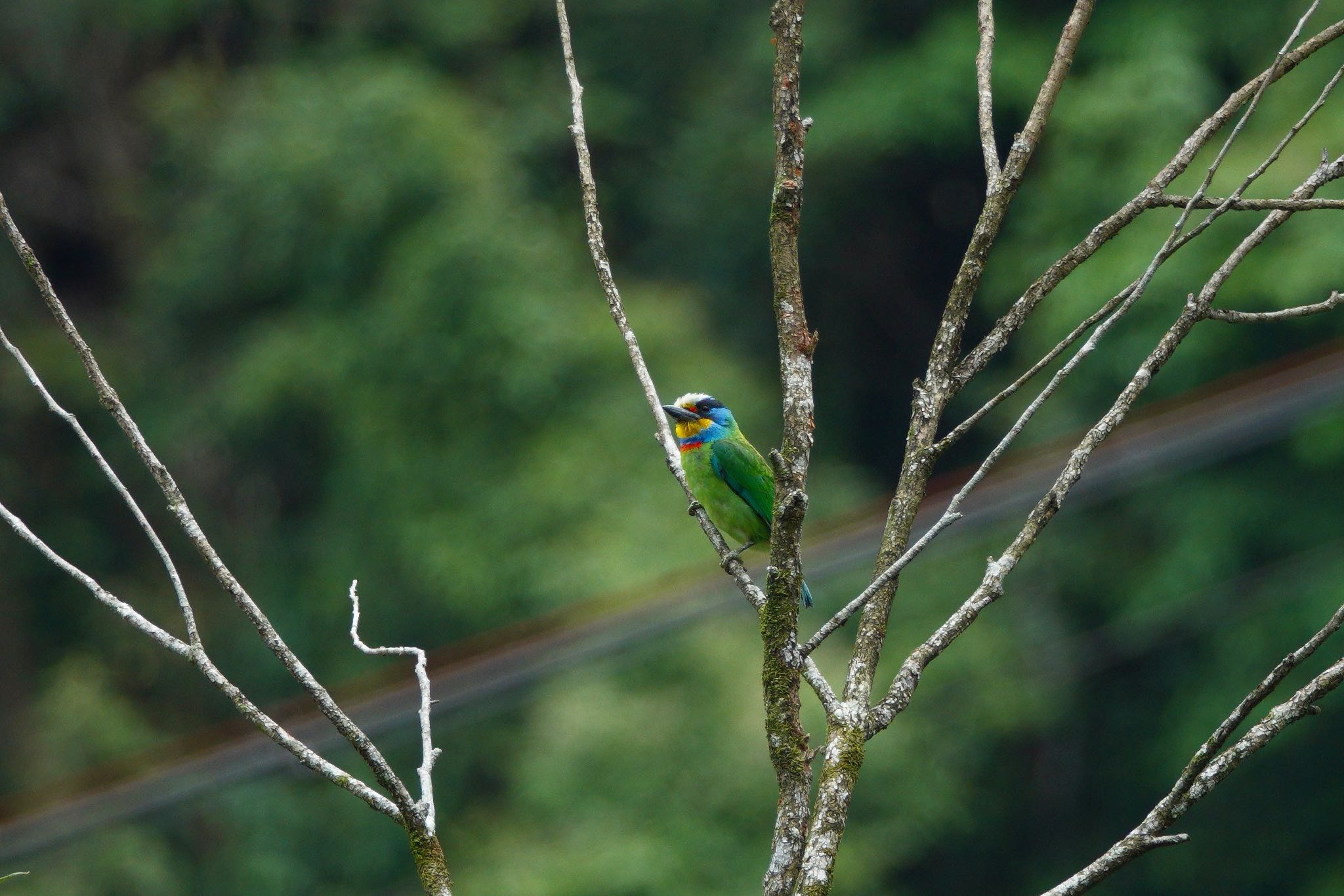 Photo of Taiwan Barbet at 烏来(台湾) by のどか