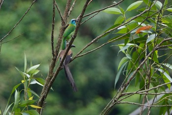 Taiwan Barbet 烏来(台湾) Wed, 5/17/2023