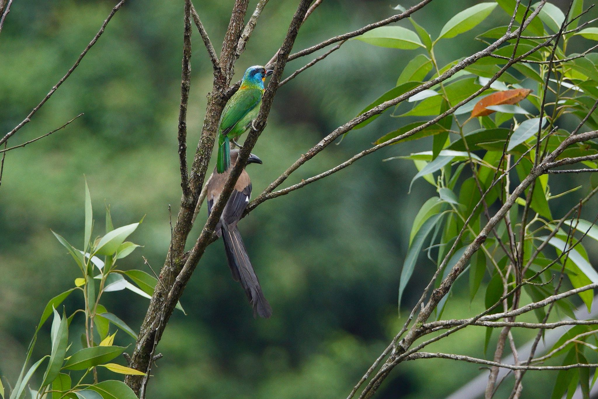 Taiwan Barbet