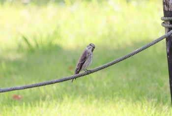 Grey-streaked Flycatcher 弥富野鳥園 Sun, 10/15/2023