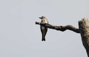 Grey-streaked Flycatcher 弥富野鳥園 Sun, 10/15/2023