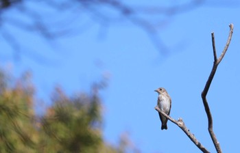 Grey-streaked Flycatcher 弥富野鳥園 Sun, 10/15/2023