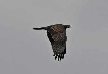 Crested Honey Buzzard Unknown Spots Sun, 9/23/2018