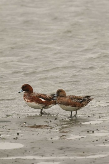 Eurasian Wigeon Tokyo Port Wild Bird Park Sun, 10/15/2023