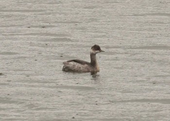 ハジロカイツブリ 東京港野鳥公園 2023年10月15日(日)