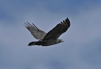 Crested Honey Buzzard Unknown Spots Sun, 9/23/2018