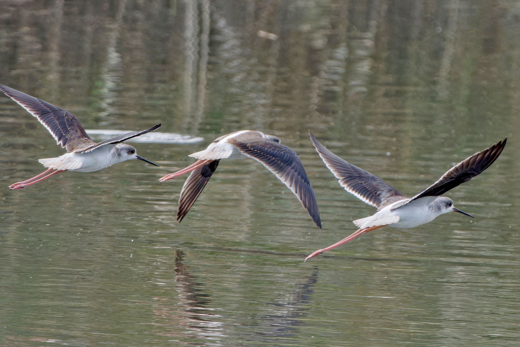 Black-winged Stilt