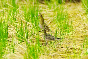 2023年10月14日(土) 平塚田んぼの野鳥観察記録