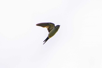 Red-rumped Swallow 平塚田んぼ Sat, 10/14/2023