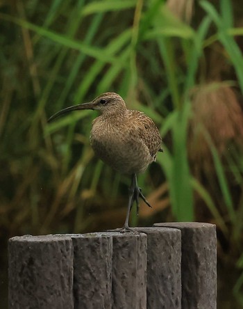 Eurasian Whimbrel 谷津干潟自然観察センター Thu, 9/21/2023