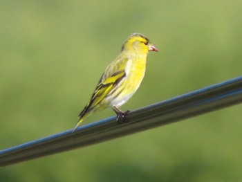 Eurasian Siskin Mishima Island Sun, 10/15/2023