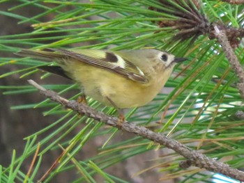 Goldcrest Mishima Island Sun, 10/15/2023