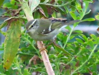 2023年10月14日(土) 見島の野鳥観察記録