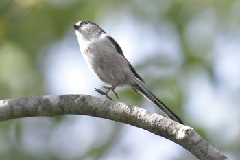 2018年9月24日(月) 三重県上野森林公園の野鳥観察記録