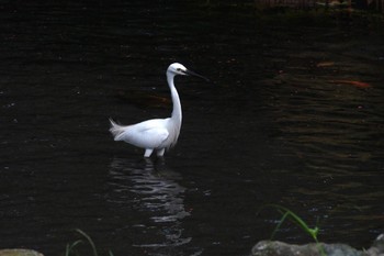 コサギ 陽明山前山公園 2023年5月18日(木)