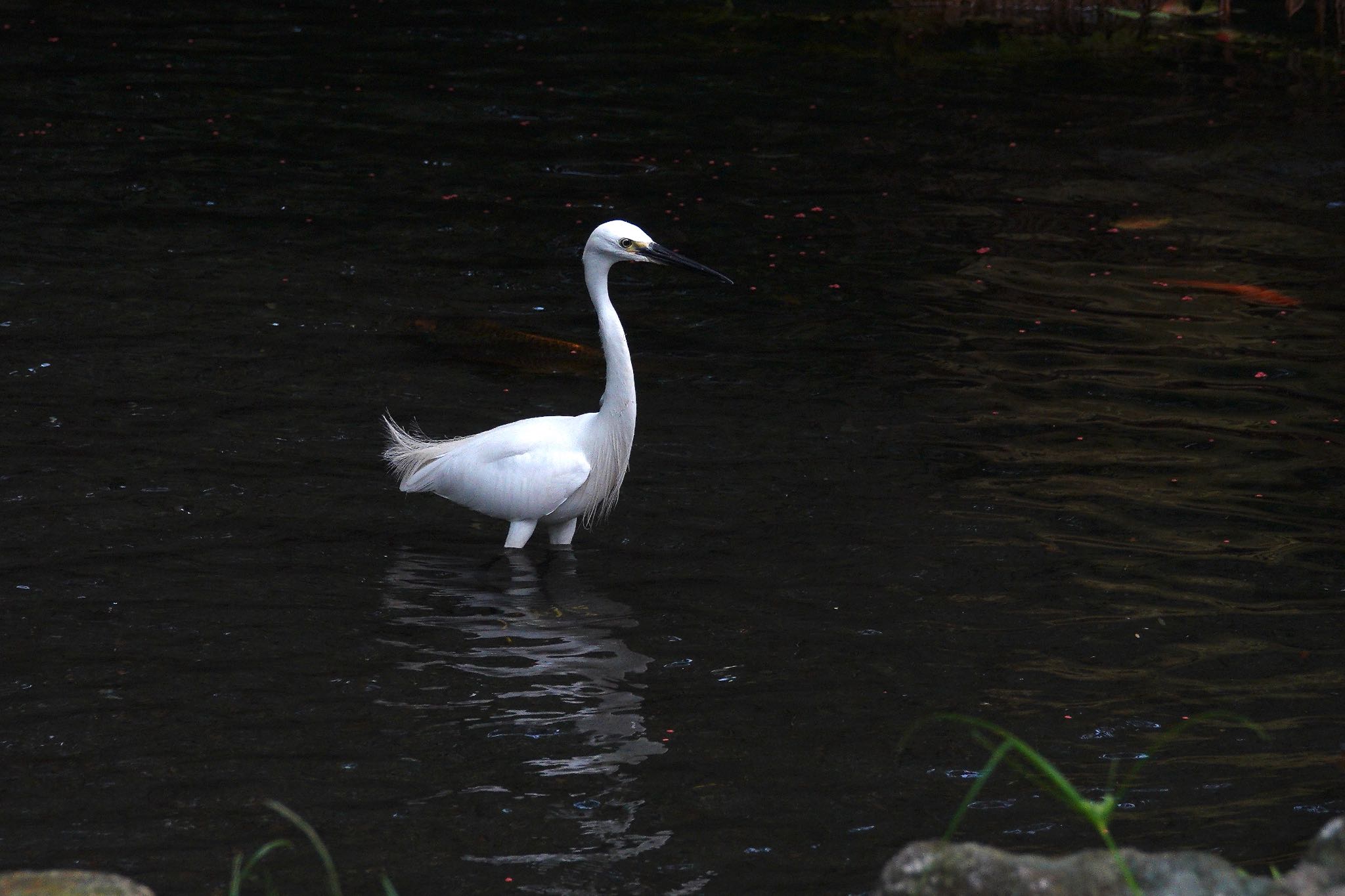 Photo of Little Egret at 陽明山前山公園 by のどか