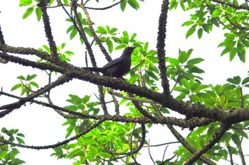 Taiwan Whistling Thrush 陽明山前山公園 Thu, 5/18/2023