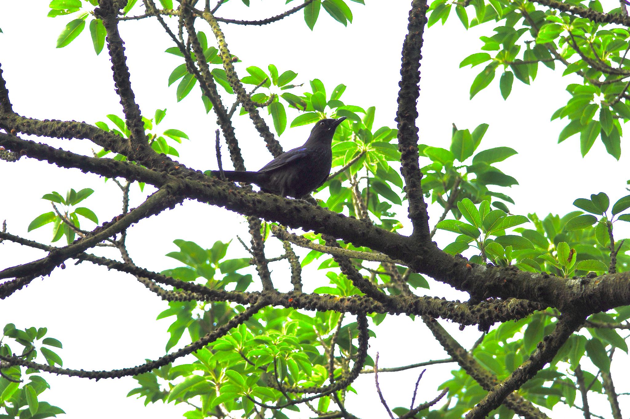 Photo of Taiwan Whistling Thrush at 陽明山前山公園 by のどか