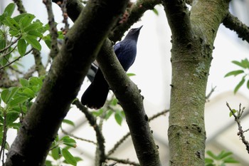 Taiwan Whistling Thrush 陽明山前山公園 Thu, 5/18/2023