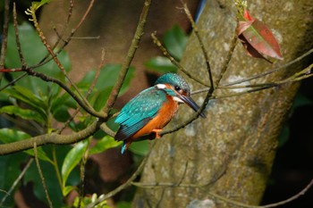 Common Kingfisher 陽明山前山公園 Thu, 5/18/2023