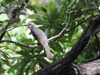 Brown-eared Bulbul Osaka Tsurumi Ryokuchi Sun, 10/15/2023