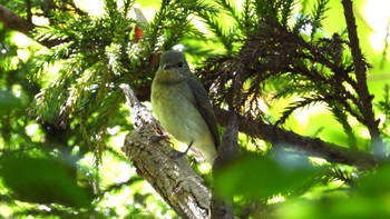 Sun, 9/24/2023 Birding report at おいらせ町いちょう公園(青森県おいらせ町)