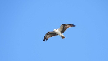 ミサゴ 蕪島(青森県) 2023年10月3日(火)