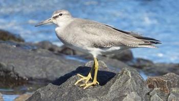 2023年10月3日(火) 蕪島(青森県)の野鳥観察記録