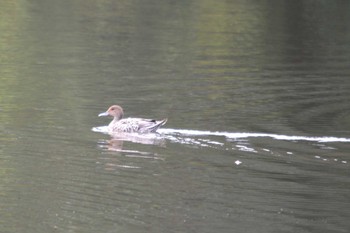 Eurasian Teal 舘野公園(青森県六戸町) Sat, 9/30/2023