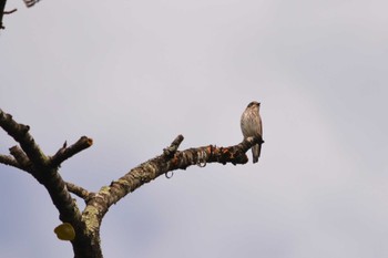 Grey-streaked Flycatcher 舘野公園(青森県六戸町) Sat, 9/30/2023