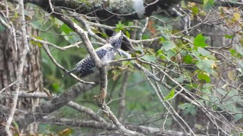 ヤマセミ 蔦野鳥の森(青森県十和田市) 2023年10月8日(日)