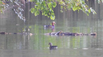 オシドリ 蔦野鳥の森(青森県十和田市) 2023年10月8日(日)