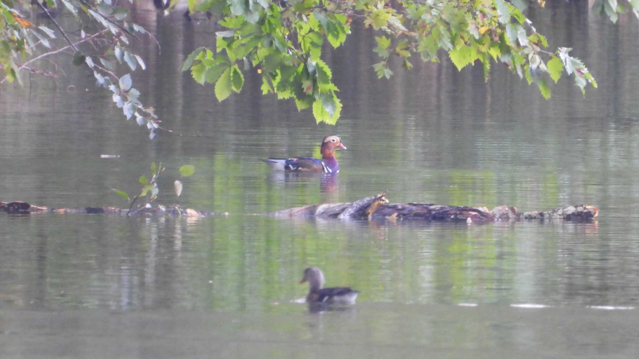 蔦野鳥の森(青森県十和田市) オシドリの写真 by 緑の風