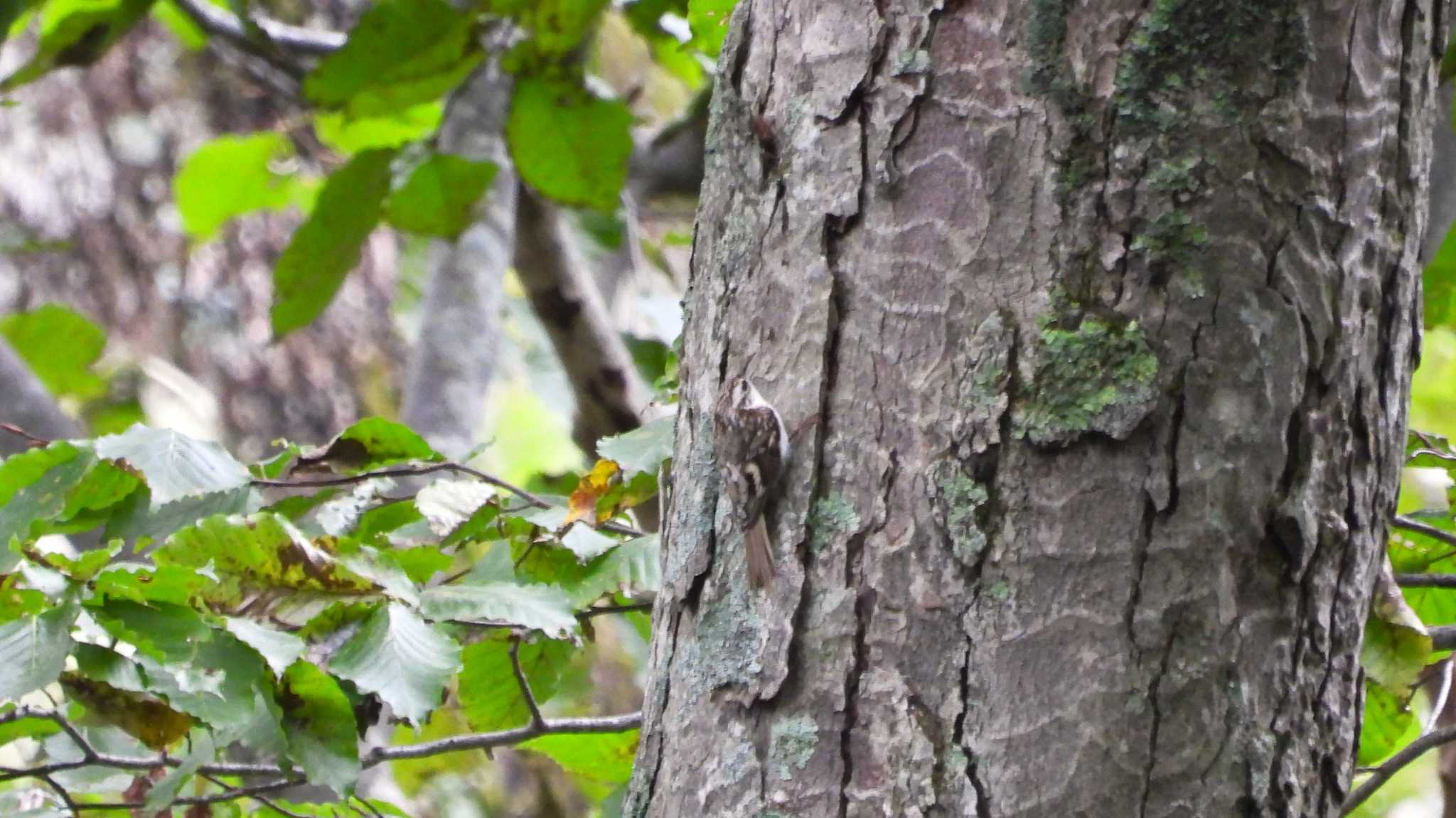 Eurasian Treecreeper