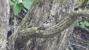 アカゲラ 蔦野鳥の森(青森県十和田市) 2023年10月8日(日)