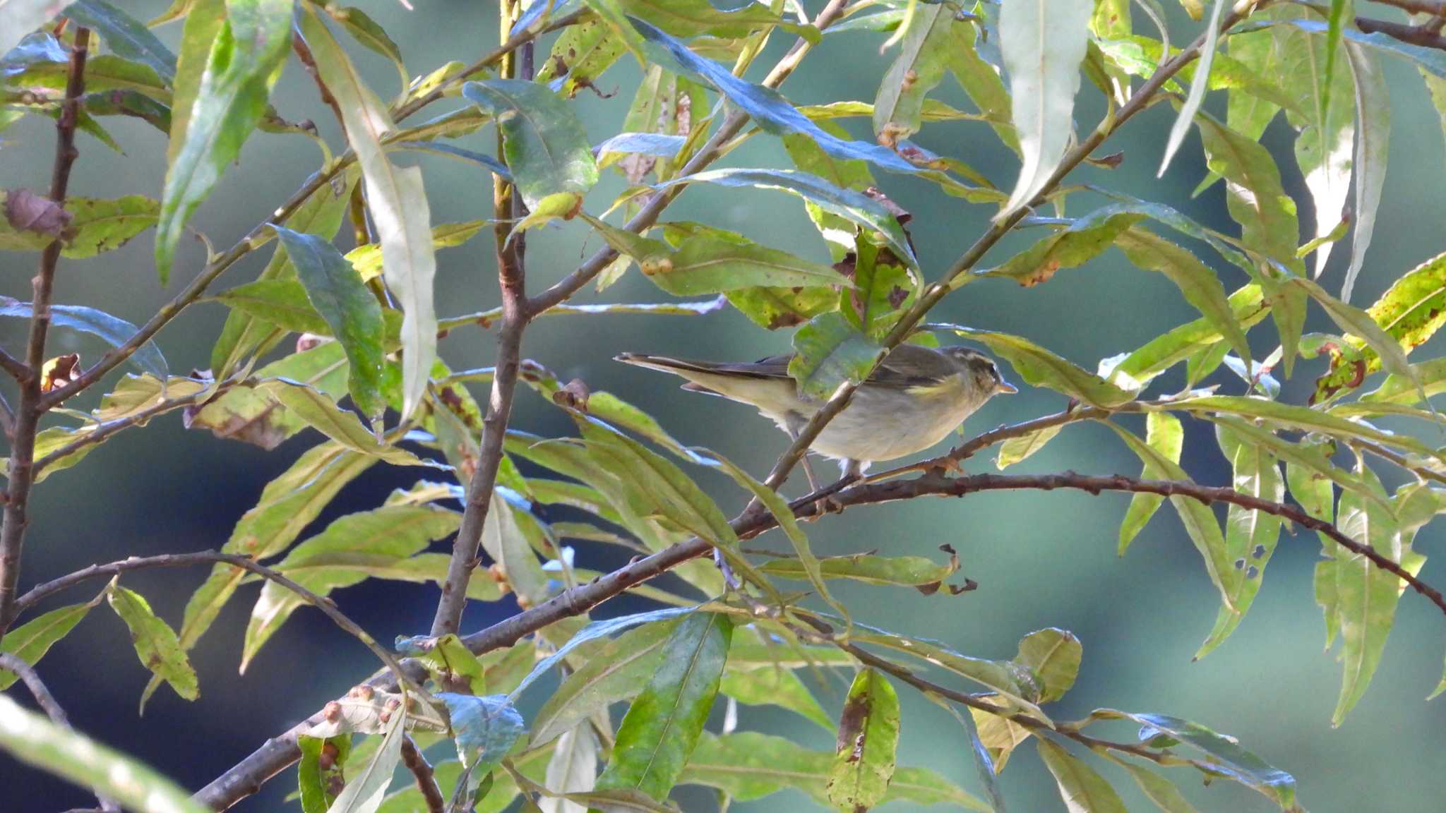 Photo of Sakhalin Leaf Warbler at おいらせ町いちょう公園(青森県おいらせ町) by 緑の風