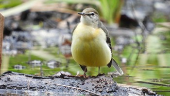 キセキレイ 蔦野鳥の森(青森県十和田市) 2023年10月8日(日)