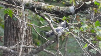 Sun, 10/8/2023 Birding report at 蔦野鳥の森(青森県十和田市)