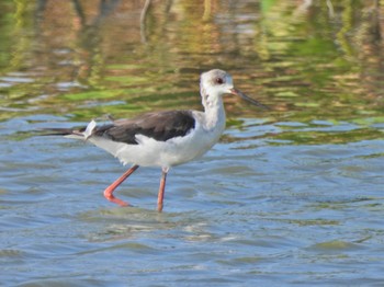 Black-winged Stilt 佐賀県白石町の干拓地 Sun, 10/1/2023