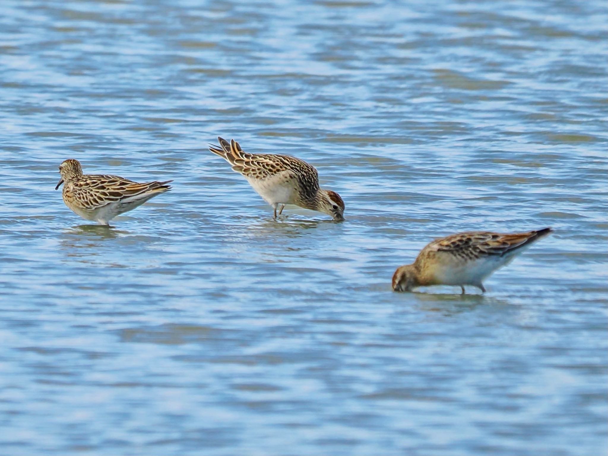 Pectoral Sandpiper