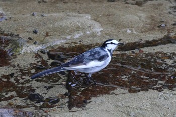 White Wagtail 平谷川 Sun, 10/15/2023