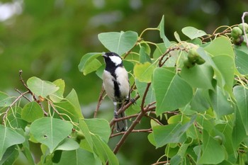 Japanese Tit 平谷川 Sun, 10/15/2023