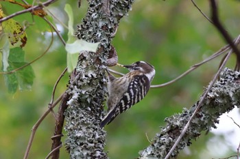 Japanese Pygmy Woodpecker 平谷川 Sun, 10/15/2023
