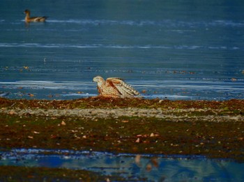 オオタカ 湖北野鳥センター 2023年10月15日(日)