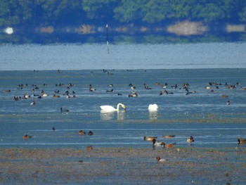 オオハクチョウ 湖北野鳥センター 2023年10月15日(日)