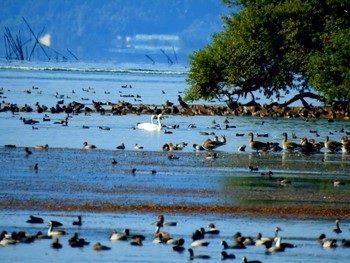 オオヒシクイ 湖北野鳥センター 2023年10月15日(日)