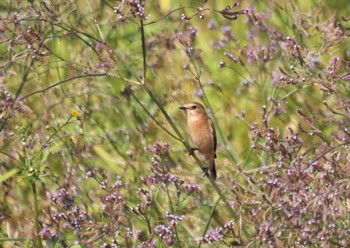 Amur Stonechat 尼崎市農業公園 Sun, 10/15/2023