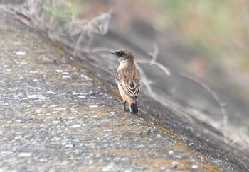 Amur Stonechat 尼崎市農業公園 Sun, 10/15/2023